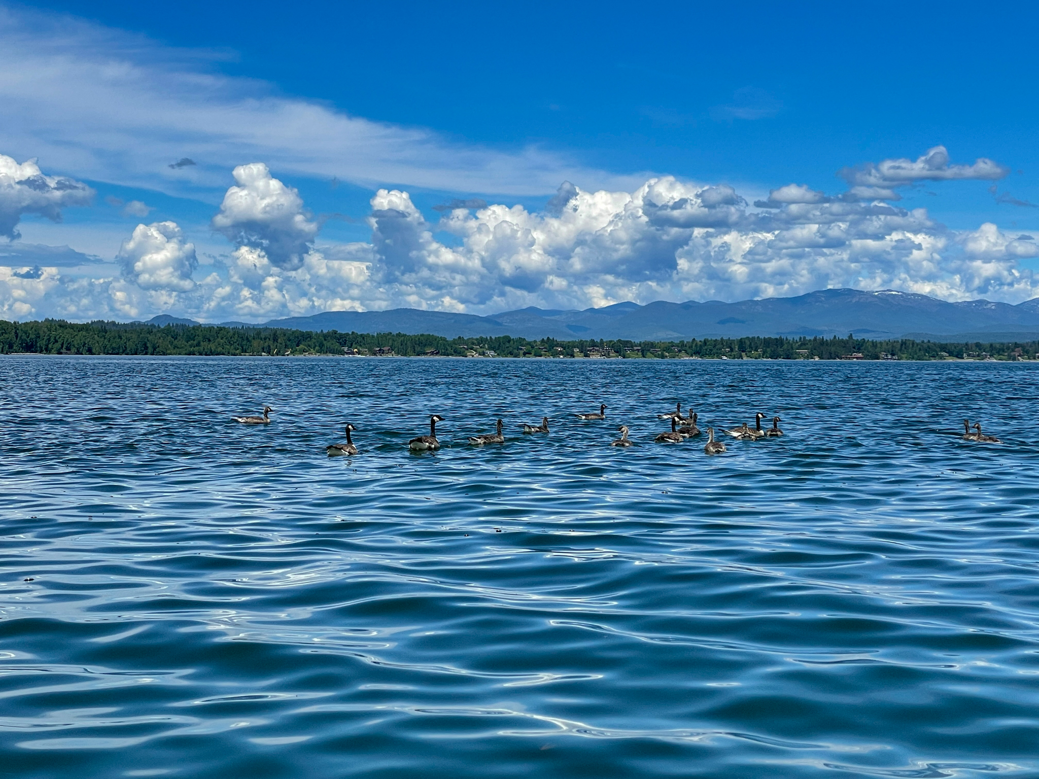 Geese gliding peacefully on Lake Pend Oreille, capturing the serene beauty of Sandpoint.