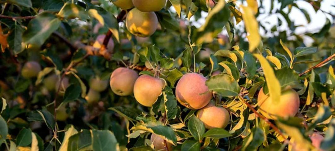 Live the Farm Life: Apple Orchards Await at Berry Blossom Farms