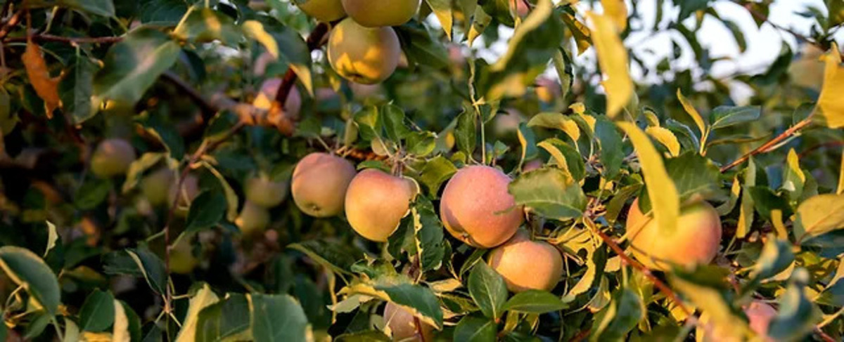 Live the Farm Life: Apple Orchards Await at Berry Blossom Farms